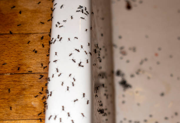 Best Pest Removal Services  in Norwood, NJ