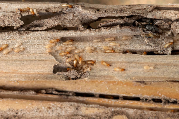 Best Local Pest Control Services  in Norwood, NJ